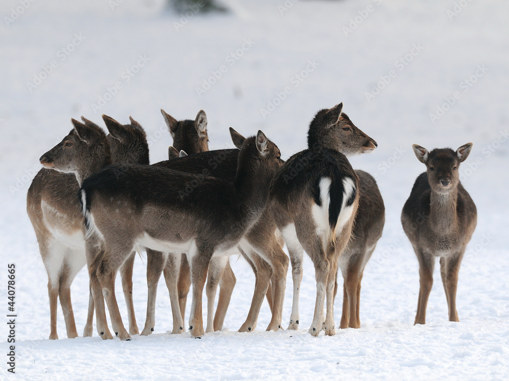 Damwild,Winter, Fallow-deer Damwild,Winter, Fallow-deer