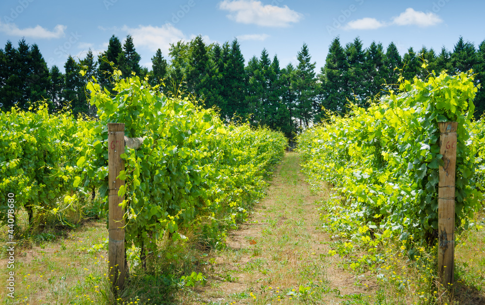 Closeup of rows of vines bearing grapes on a sunny day