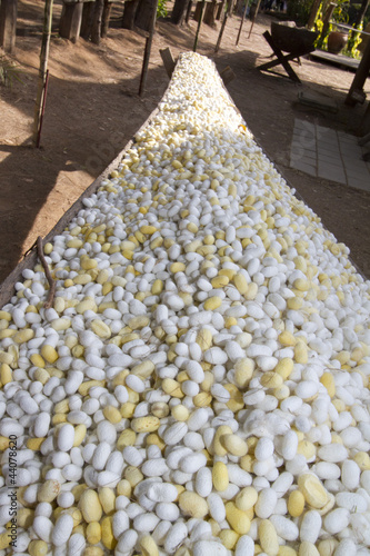 Silk cocoon