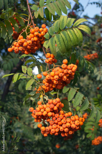 Many rowan-berries fruits hungs on green branch closeup photo