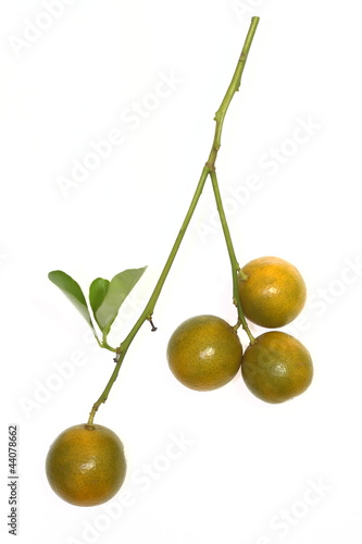 Citrus or small orange