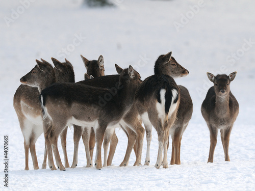 Damwild,Winter, Fallow-deer