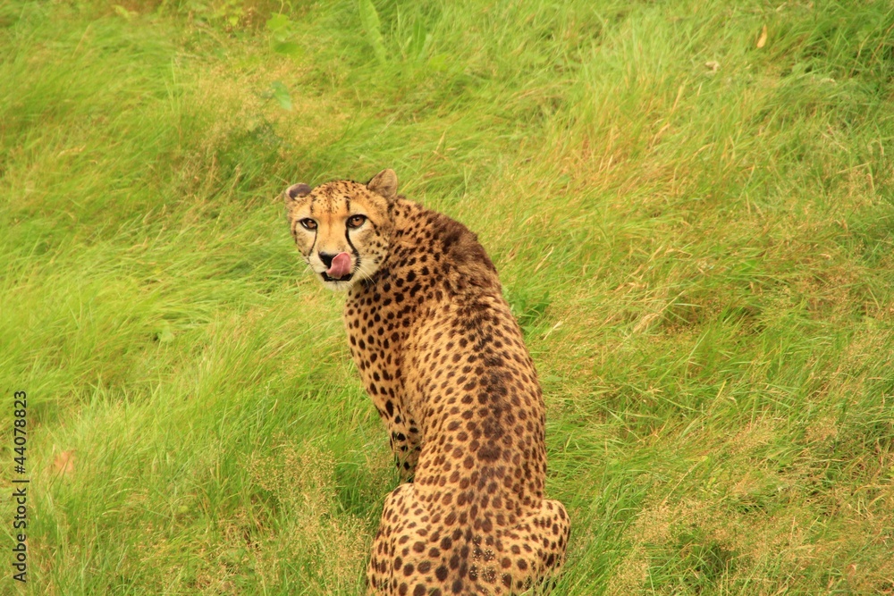 Obraz premium Prédateur - Guépard