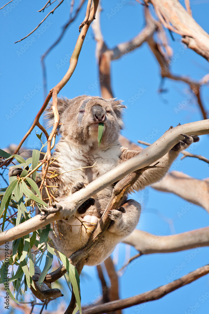 koala eats leaf in tree koala eats leaf in tree