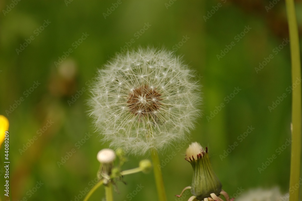 Fototapeta premium Pusteblume