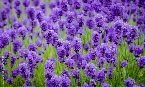 Closeup of lavender flowers