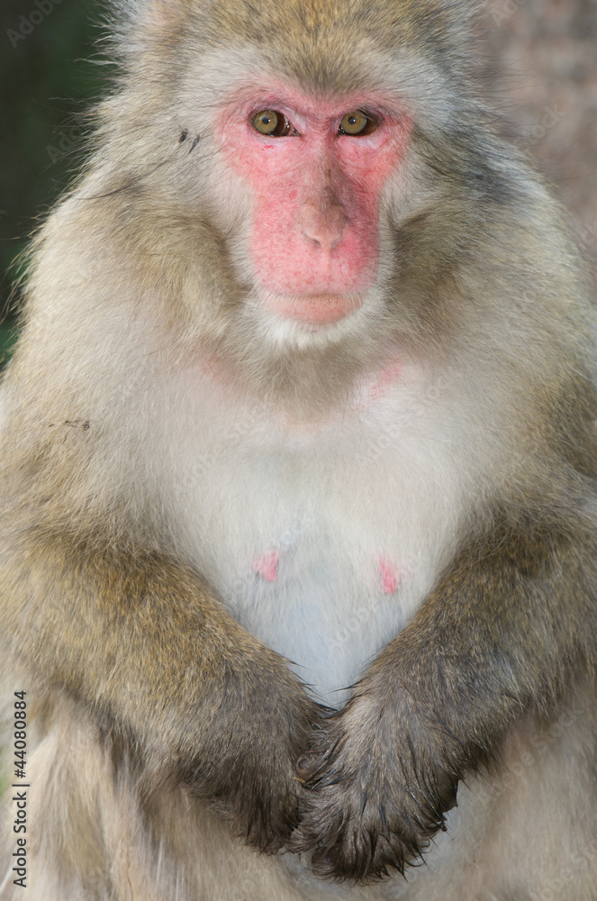 portrait of a macaque portrait of a macaque