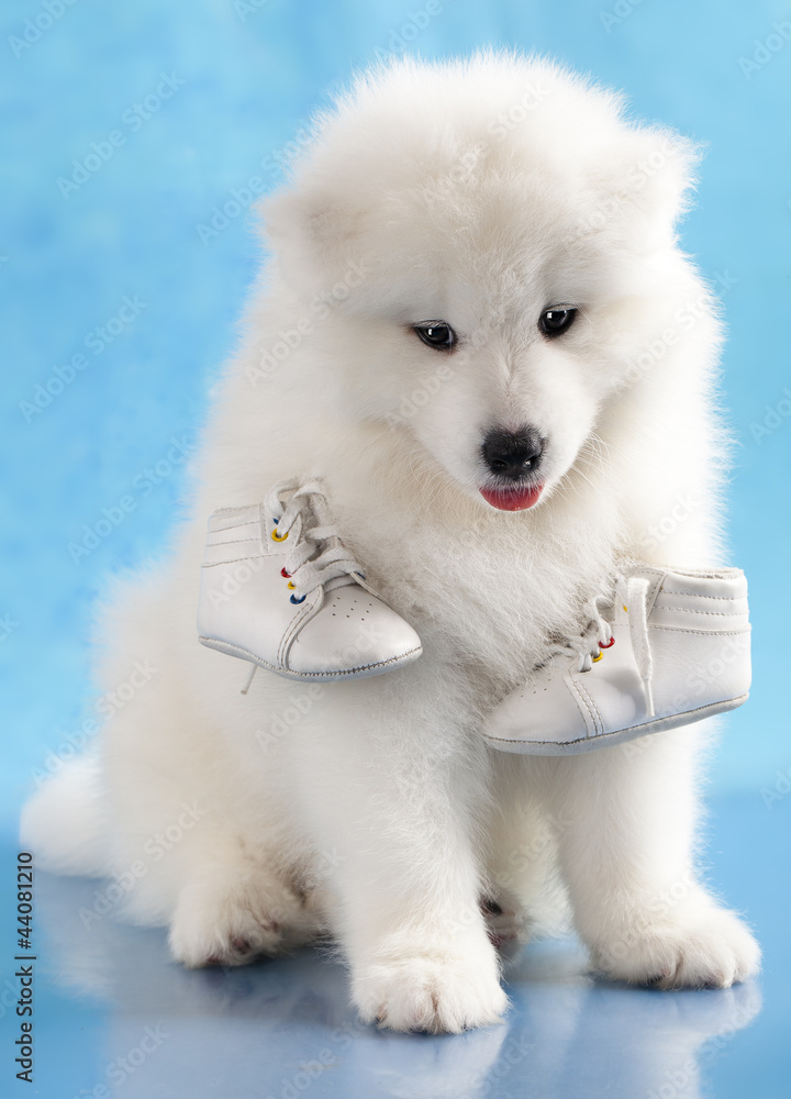 puppy of Samoyed dog and shoes