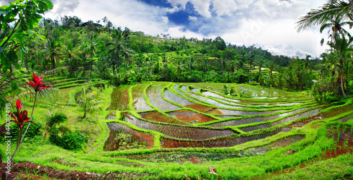 beautiful rice teracces - Bali photo