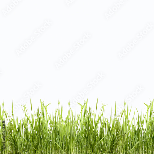 Abstract green nature background with grass
