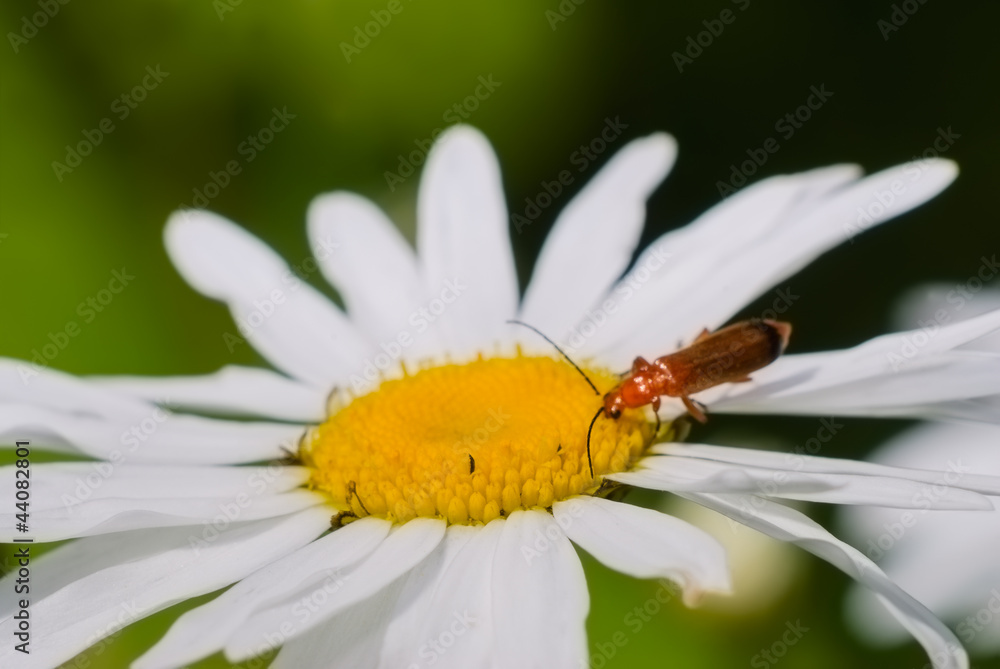 Obraz premium camomile