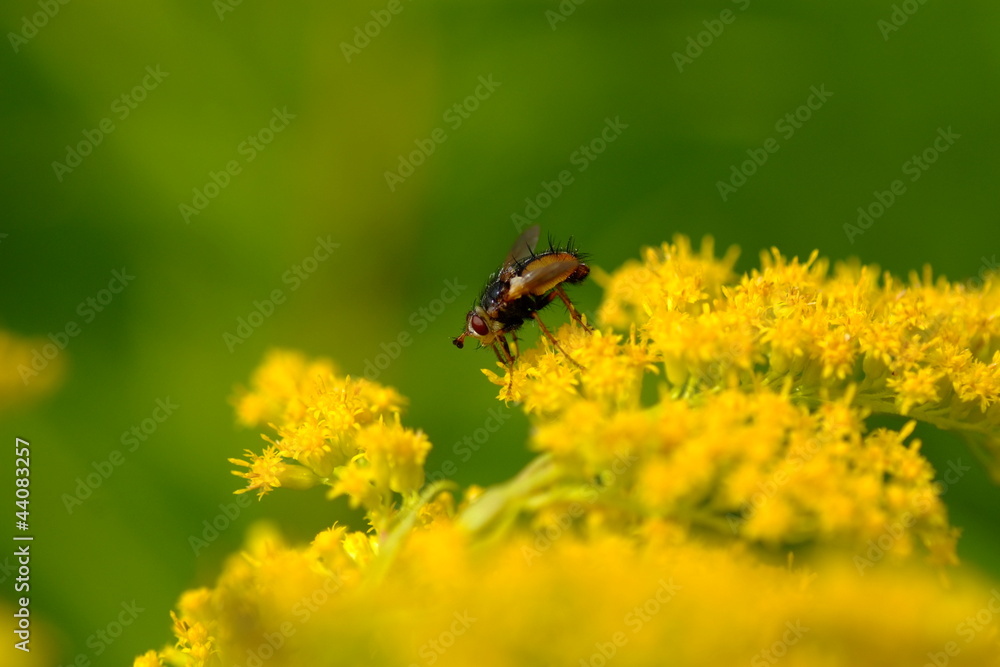 Fliege Fliege