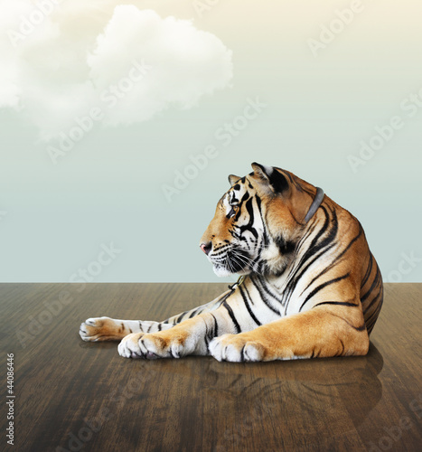 tiger under the sky with cloud on wood floor