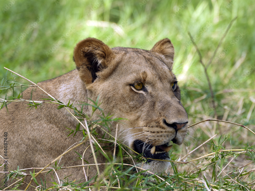 Obraz premium Lioness