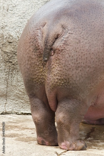 Backside of a hippopotamus standing against a stone wall