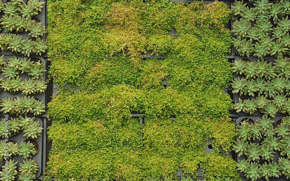 tray of plants decorat wall tray of plants decorat wall