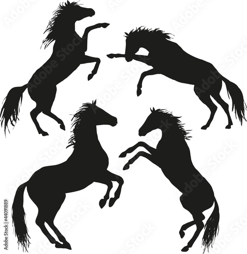 4 wild horses