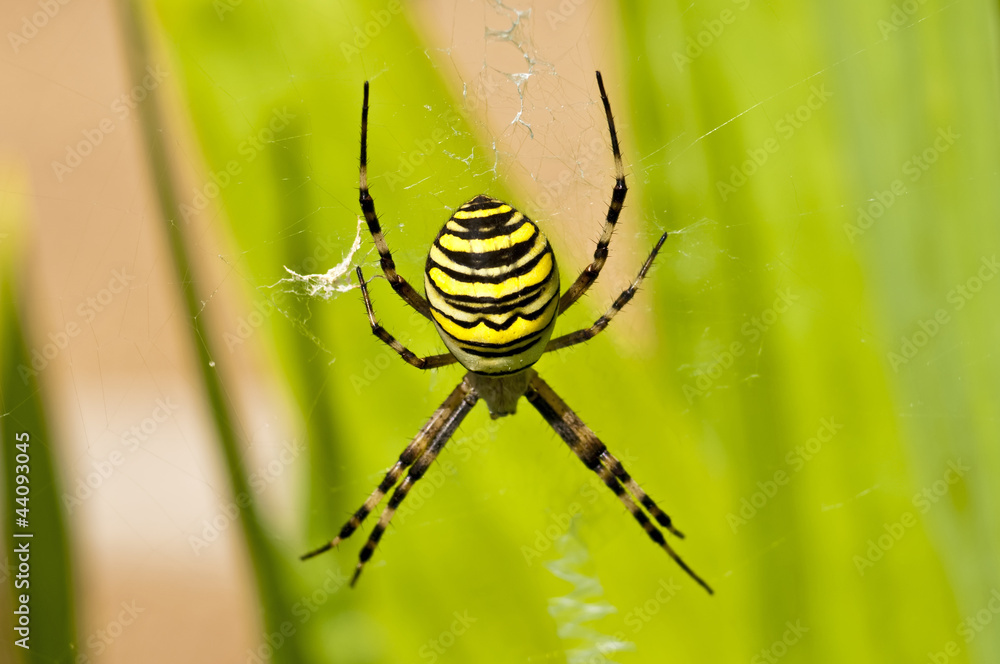 Wespenspinne, Argiope bruennichi Cornacchiaia Wespenspinne, Argiope bruennichi Cornacchiaia