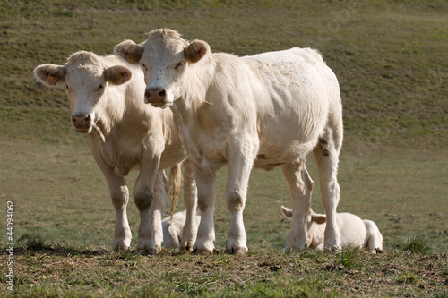 Dos vacas mirando de frente