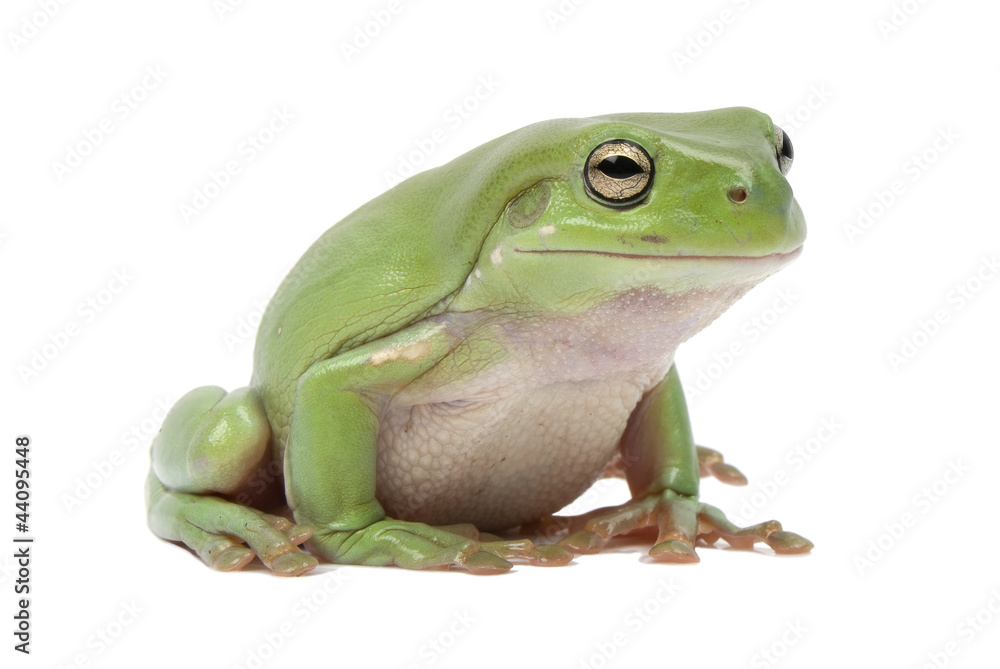 Fototapeta premium Green tree frog, Litoria splendida, on white background