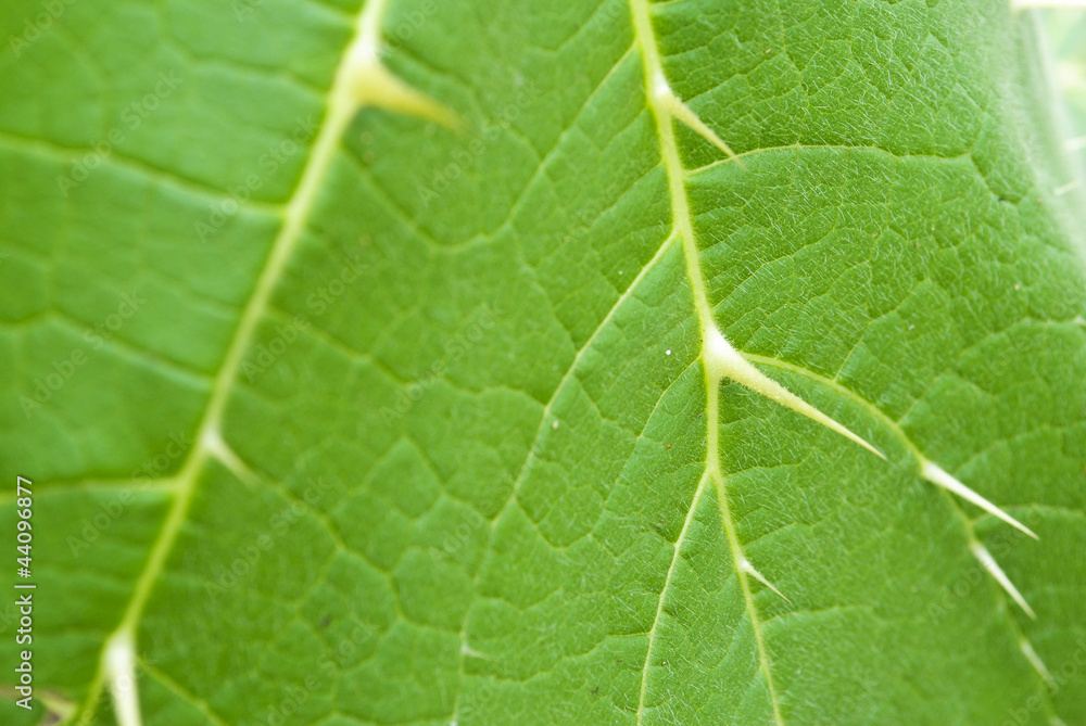 Texture of a green leaf as background Texture of a green leaf as background