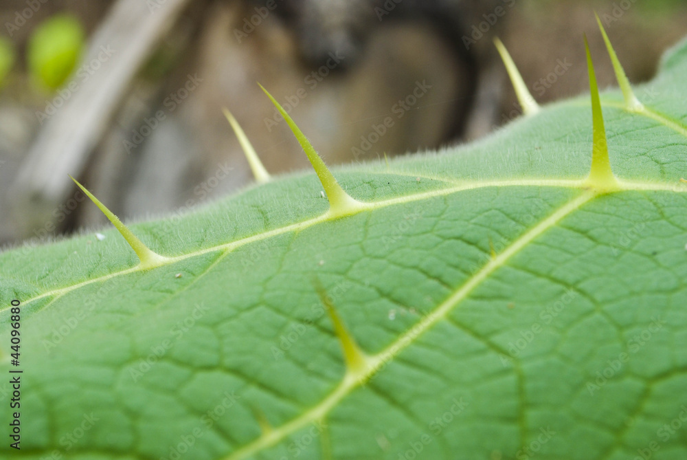 Texture of a green leaf as background Texture of a green leaf as background