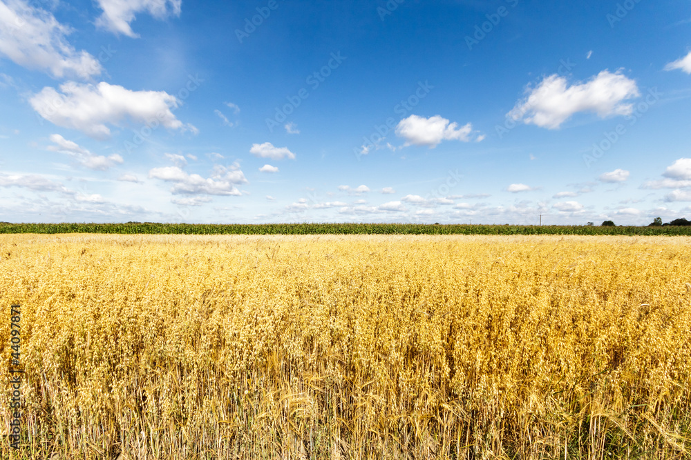 agricultural field