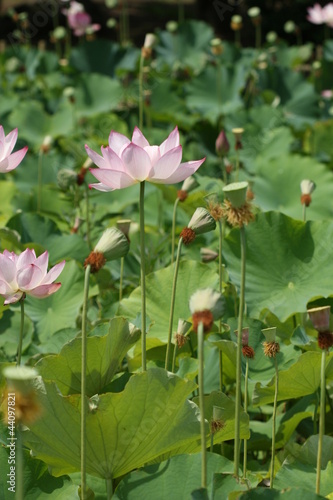 lotus flower