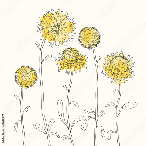 Fototapeta Naklejka Na Ścianę i Meble -  Yellow sunflowers on white background. Vector illustration