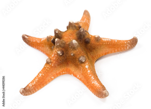 tropical sea star