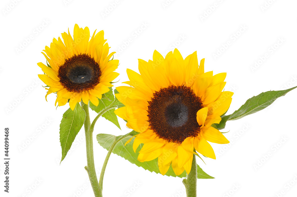 Two Sunflower Isolated On White Background