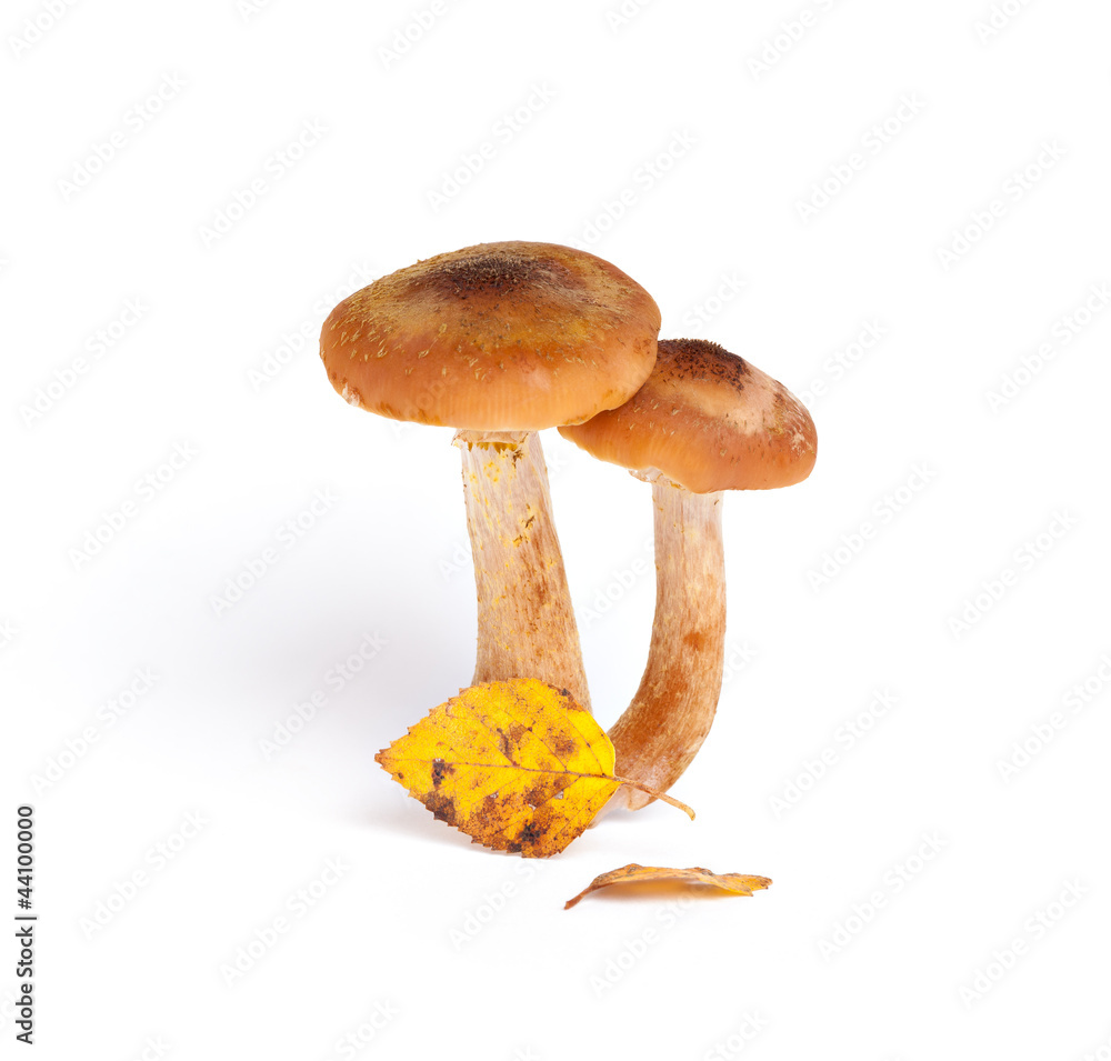 Armillaria (Kuehneromyces mutabilis)