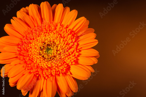 Orange gerbera on brown background