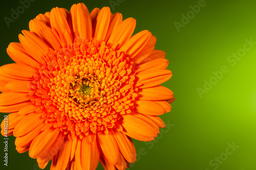 Orange gerbera on green background