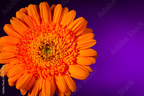 Orange gerbera on purple background