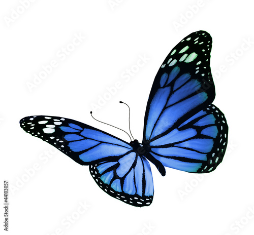 Blue butterfly, isolated on white background