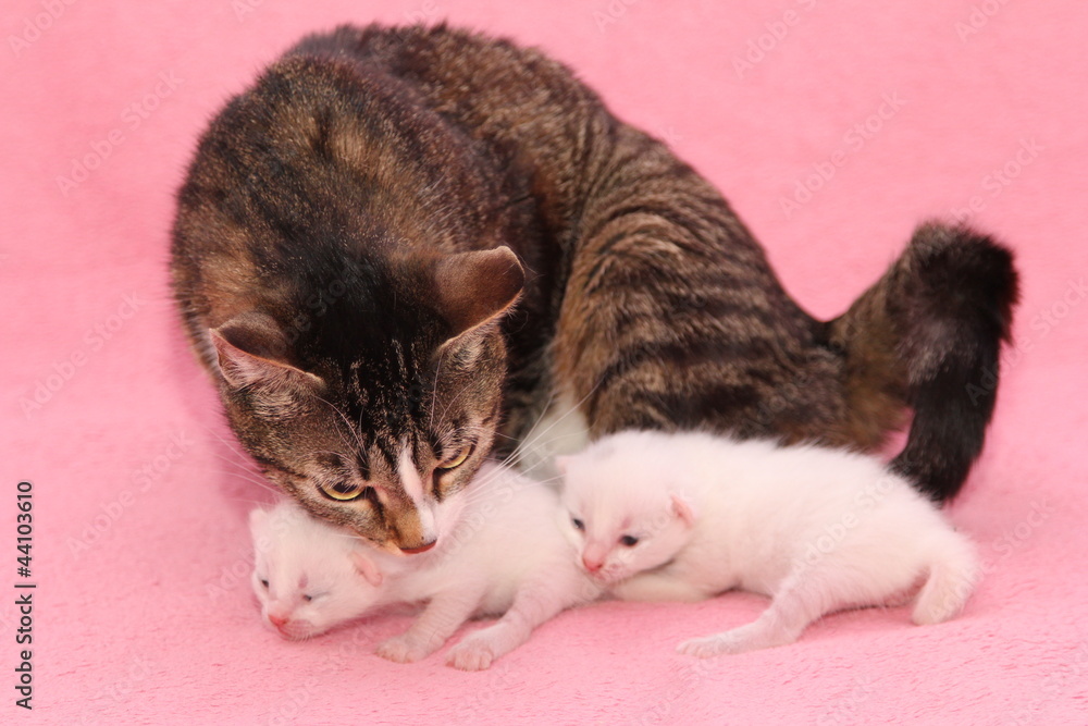Мама кошка и ее котята