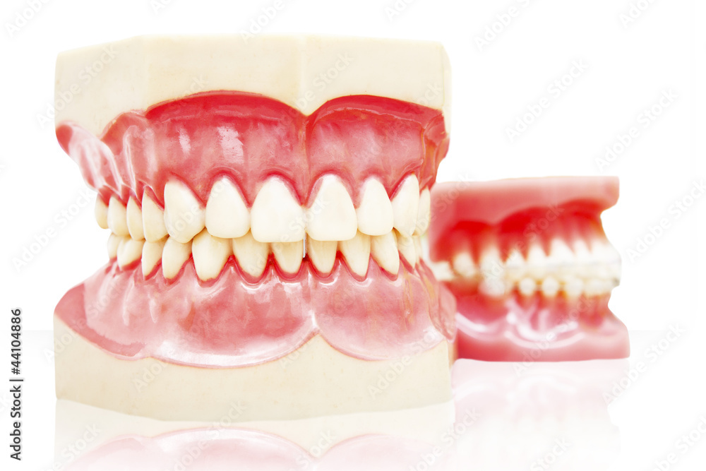 Fototapeta premium Closeup of jaws