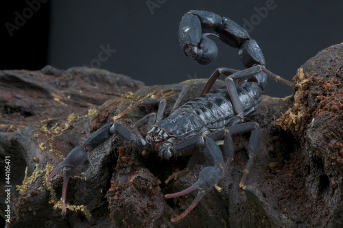 Scorpion / Grospus grandidieri