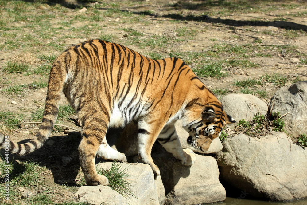 Fototapeta premium tigre de Sibérie (Panthera tigris altaica)