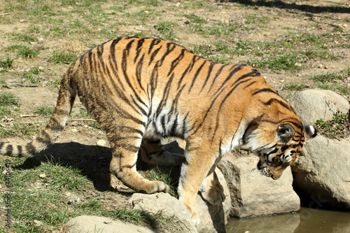 tigre de Sib  rie  Panthera tigris altaica  