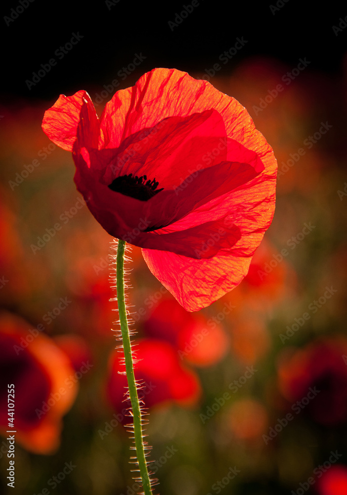 Naklejka premium Poppy with low sunlight