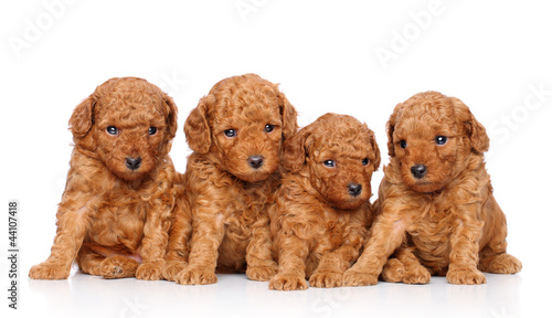 Toy poodle puppies © jagodka