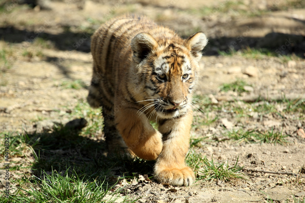 Naklejka premium tigre de Sibérie (Panthera tigris altaica)