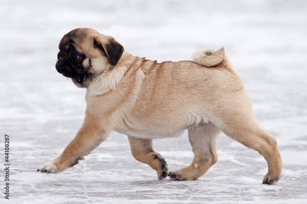 Pug dog on white snow