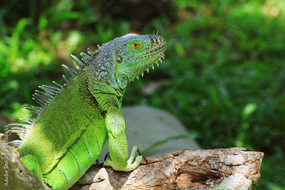 Fototapeta premium Green iguana