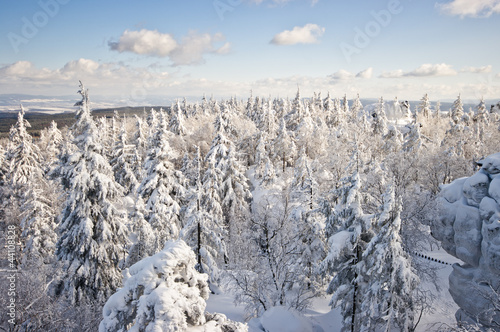 Forest covered by snow