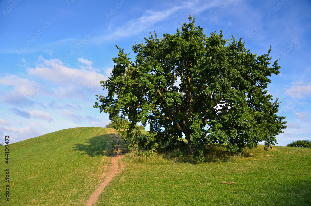 Fototapeta premium drzewo na wzgórzu