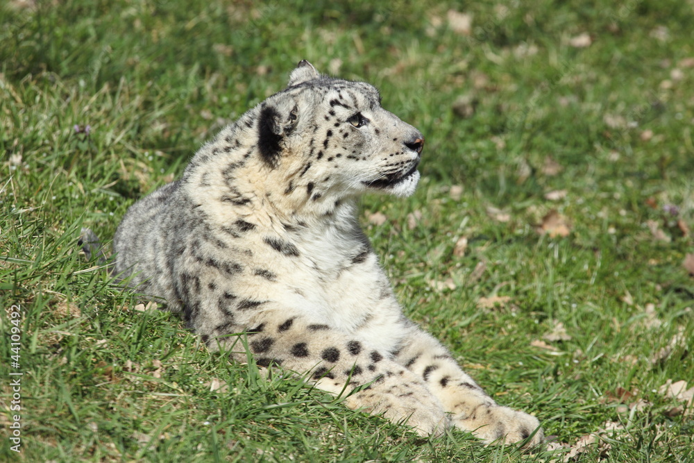Naklejka premium panthère des neiges (Panthera uncia)