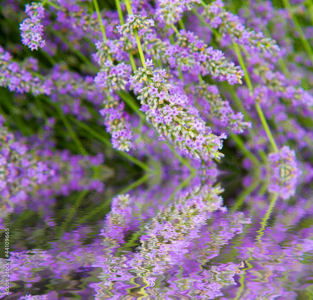 flowers of lavender flowers of lavender